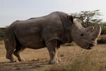 “Zhduket” një tjetër specie, ngordh rinoceronti i fundit i bardhë mashkull