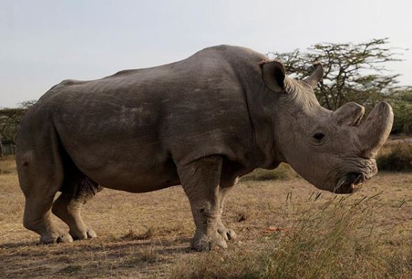 “Zhduket” një tjetër specie, ngordh rinoceronti i fundit i bardhë mashkull