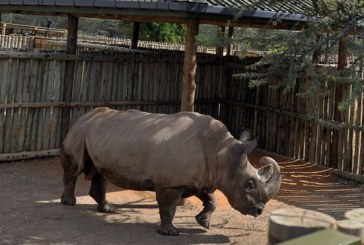 Gjysma e specieve afrikane përballen me zhdukjen