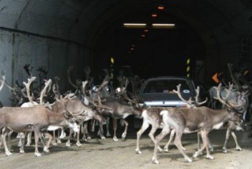 Norvegji, drerët pushtojnë tunelet për t’u mbrojtur nga i nxehti