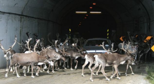 Norvegji, drerët pushtojnë tunelet për t’u mbrojtur nga i nxehti