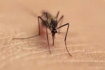 Virusi i Nilit në Kosovë, thirrje për mbrojtje nga pickimi i mushkonjave