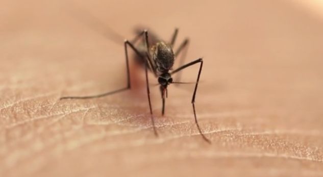Virusi i Nilit në Kosovë, thirrje për mbrojtje nga pickimi i mushkonjave