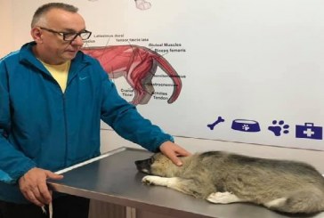 Enver Hasani kërkon ndihmë nga ndokush që udhëton për Kanada, ta dërgoj një qen për shërim atje
