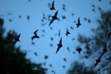 E krijuam ne, epideminë e koronavirusit