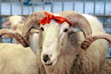 BIK’u tregon çmimin e Kurbanit për këtë Bajram