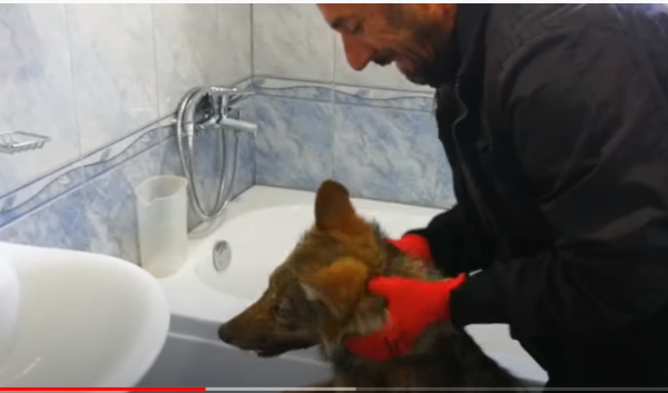 Deçanasit i hyn ujku në shtëpi, nxirret nga Hysnia