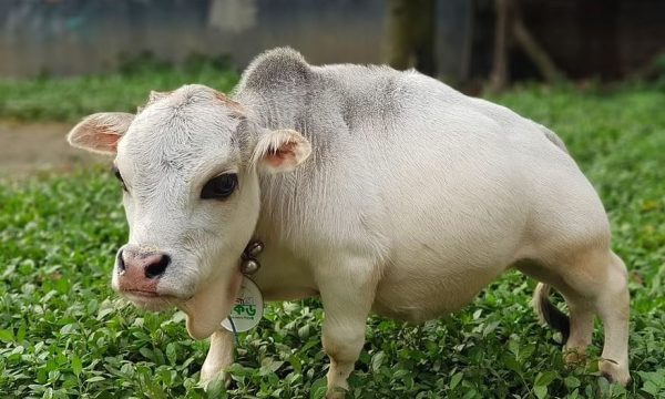 Lopa më e vogël në botë bëhet sensacion në Bangladesh