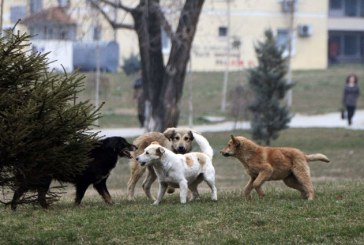 E tmerrshme, fëmija kafshohet nga qeni endacak te një çerdhe në Ulpianë