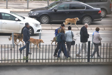 Qytetari sulmohet nga qentë endacak në qendër të Prishtinës