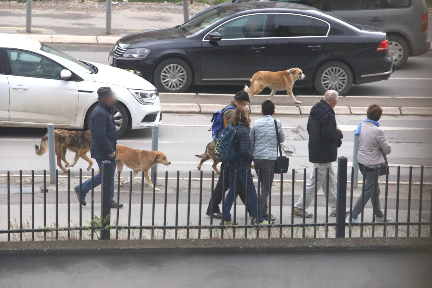 Qytetari sulmohet nga qentë endacak në qendër të Prishtinës